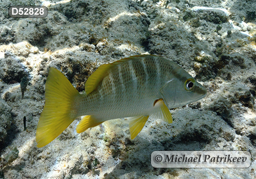 Schoolmaster Snapper (Lutjanus apodus)